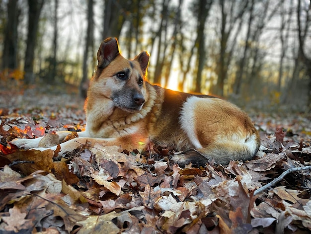 German shepherd dog in the forest at golden hour