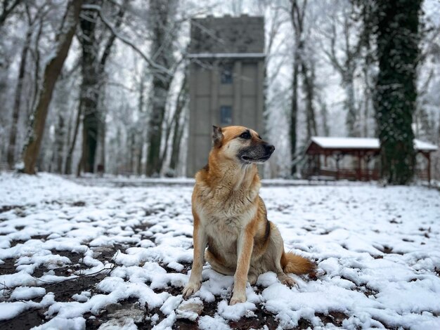 German shepherd dog in the forest during winter and a tall tower in the background