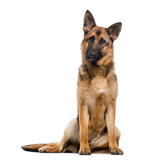 German Shepherd Dog in front of a white wall