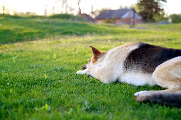 人を待っている草の上のジャーマン・シェパード犬