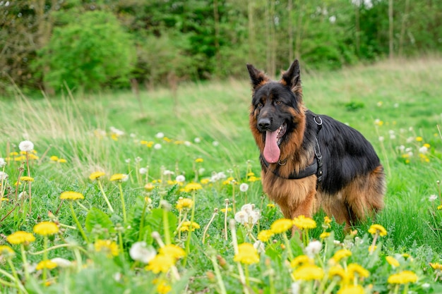 German shepherd dog in harness out for a walk on the grass near\
forest in sunny summer day