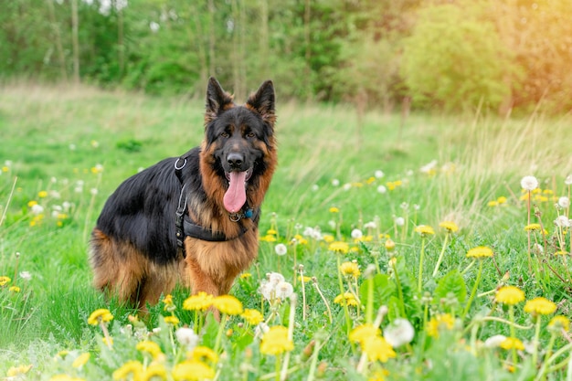 German shepherd dog in harness out for a walk on the grass near\
forest in sunny summer day