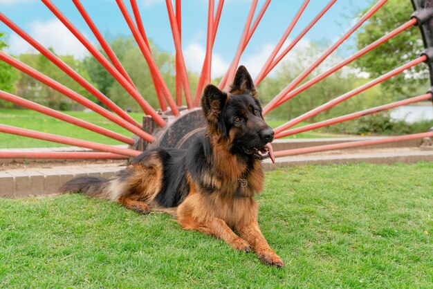 German shepherd dog in harness out for a walk lying on the\
grass in sunny spring day