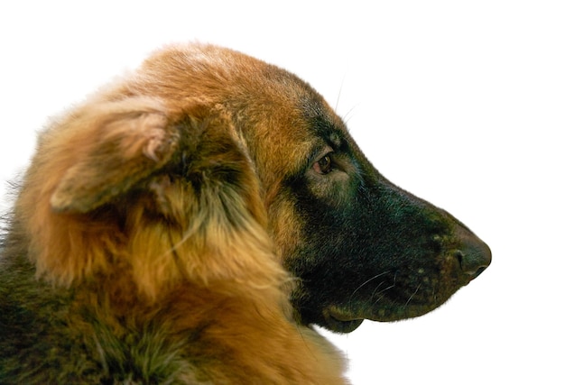 german shepherd dog headshot portrait