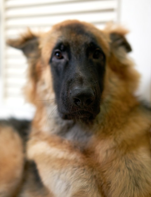 german shepherd dog headshot portrait