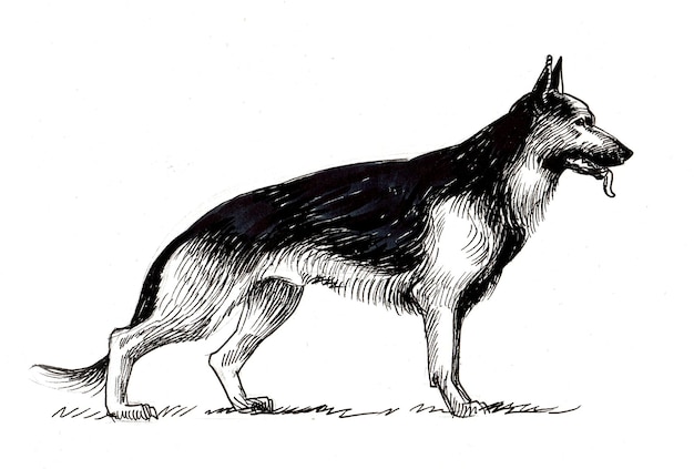 German shepherd dog. Ink black and white drawing