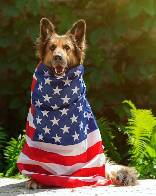 German Shepherd dog is sitting near fern looking at the camera wrapped in an American flag