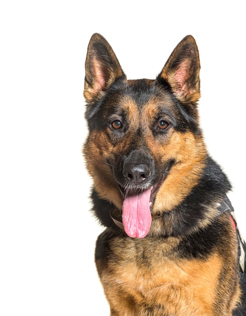 German shepherd dog isolated on white