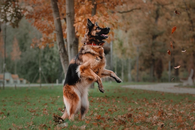 German shepherd dog jumping and catching falling autumn leaves at park