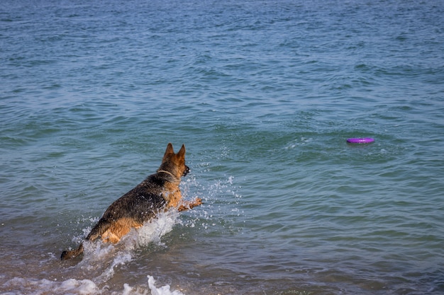 ジャーマン・シェパード犬が海でジャンプ