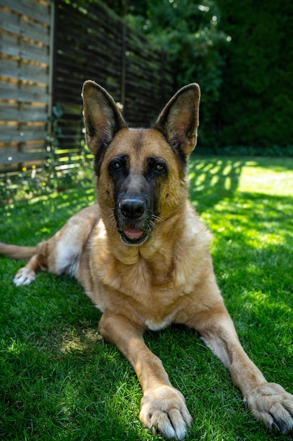 写真 ジャーマン ・ シェパード犬は庭の大人のペットの芝生の上に横たわっていた