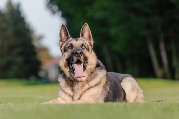 A german shepherd dog laying on the grass