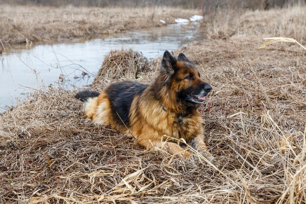 German shepherd dog lies on the grass near a small river