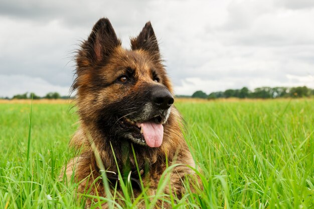 German shepherd dog lies in green grass. Close-up dog head.