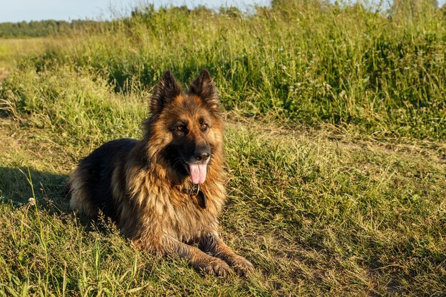 German shepherd dog lies on green grass in sunlight.