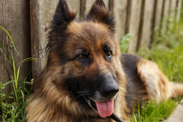 German shepherd dog lies near the wall