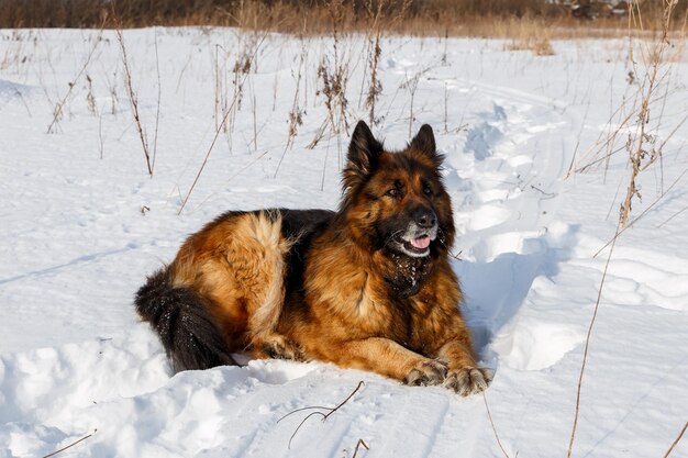 German shepherd dog lies in the snow