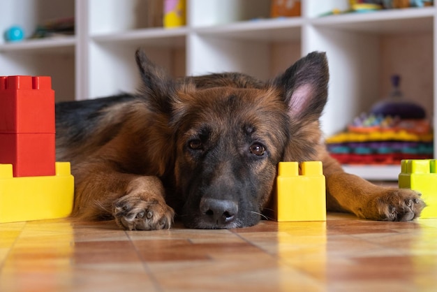 The German shepherd dog lies with childrens toys Sad dog in the childrens room