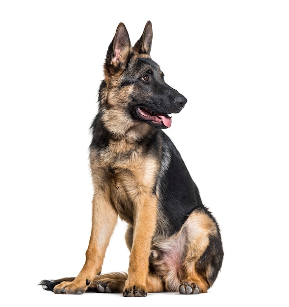 German Shepherd dog looking away against white surface