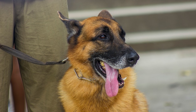 German shepherd dog, looking sideways with tongue out of\
mouth
