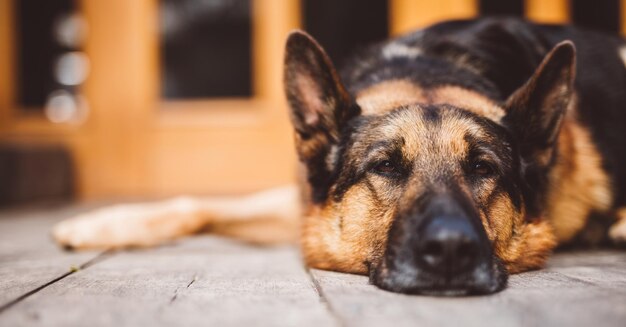 German Shepherd dog lying in front of house Purebred