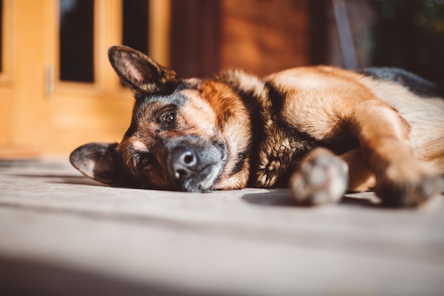 家の前に横たわっているジャーマン ・ シェパード犬