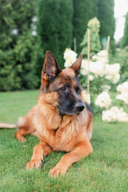 写真 花の中で緑の芝生の上に横たわっているジャーマンシェパード犬夏の庭の外のペットの肖像画