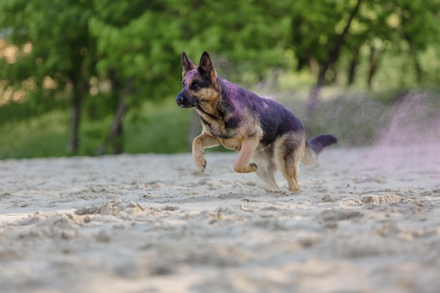 German shepherd dog playing on the beach with pink holi colors. Holi festival. Dog holi photo.