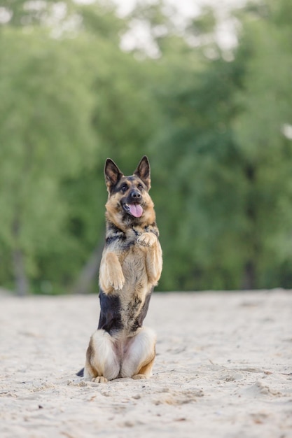 German shepherd dog playing on the beach
