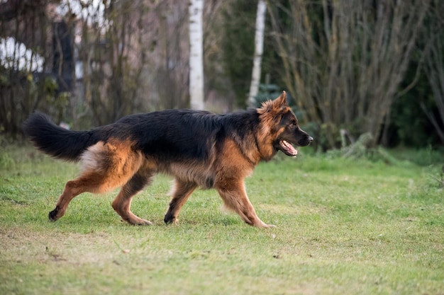 写真 ドイツの羊飼い犬が自然の中で遊び ⁇ 幸せなドイツの羊飼い犬が走り ⁇ ジャンプしています ⁇