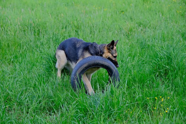 A German shepherd dog plays with a wheel on a green field