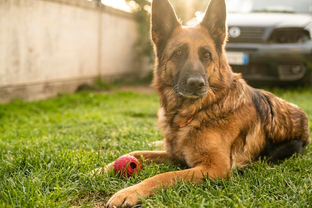 Ritratto di cane pastore tedesco nel prato