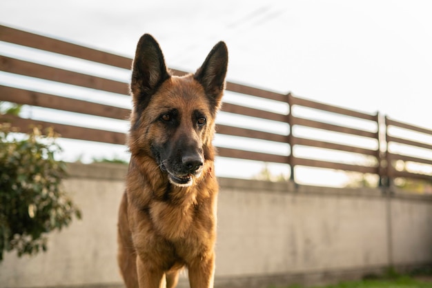 German shepherd dog portrait in the meadow