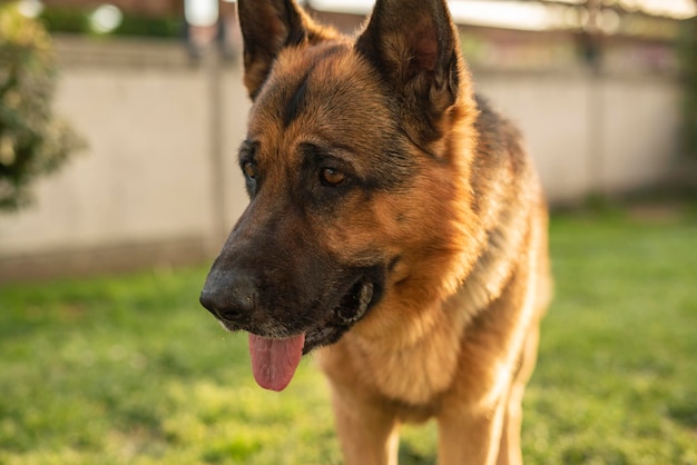 German shepherd dog portrait in the meadow