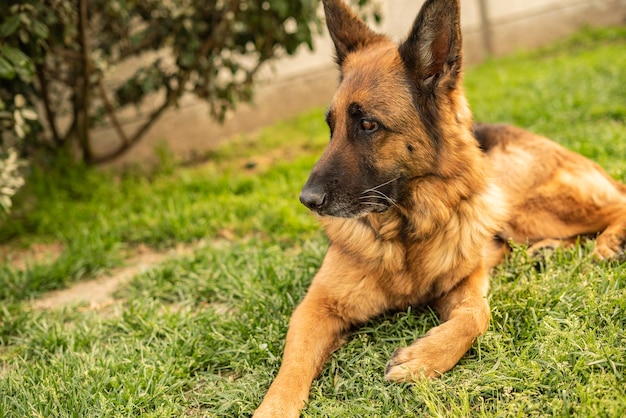 Ritratto di cane pastore tedesco nel prato