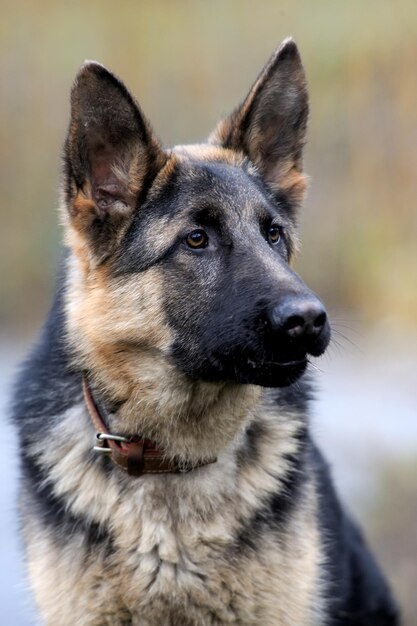 Photo german shepherd dog portrait