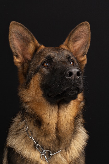 German shepherd dog portrait