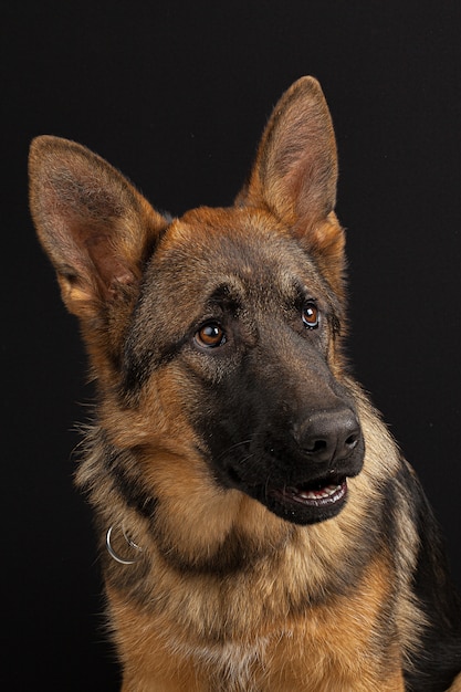 German shepherd dog portrait