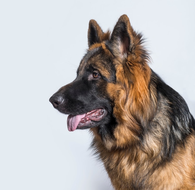 German Shepherd dog in profile against blue background