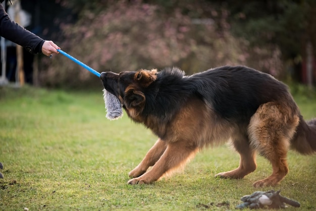 ドイツの羊飼い犬が飼い主の手からロープを引いている