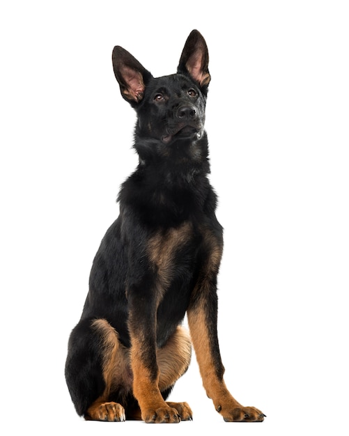 Photo german shepherd dog puppy in front of a white wall
