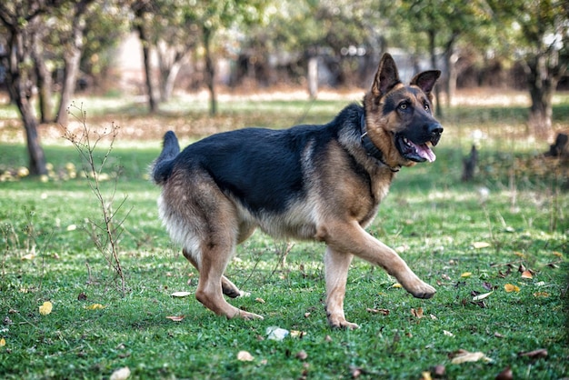 ジャーマンシェパード犬のランニング