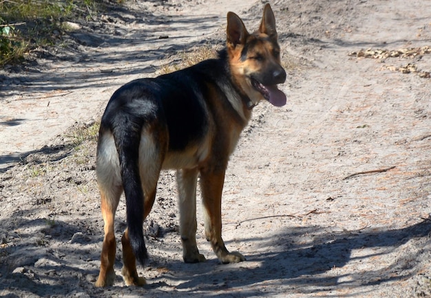 ジャーマン ・ シェパード犬が公園の未舗装の道路を走る 自然の中のペット