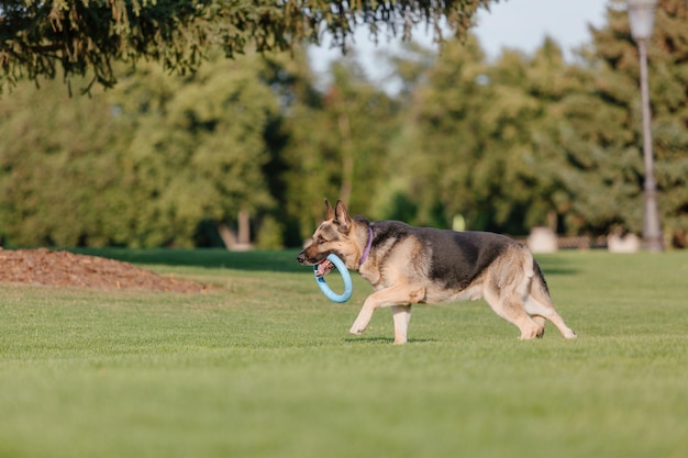 A german shepherd dog runs on a grassy field with a frisbee in his mouth.