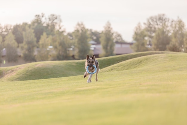 A german shepherd dog runs on a green field