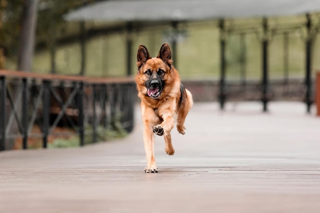 A german shepherd dog runs on a path.