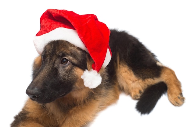 German Shepherd dog Santa Claus in a Christmas cap isolated on a white background. New Year, Friend