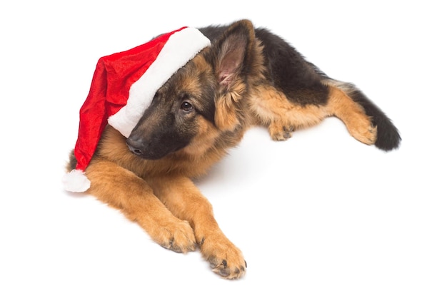 白い背景で隔離のクリスマスキャップのジャーマンシェパード犬サンタクロース。新年、友達