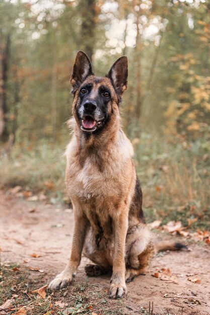 Photo a german shepherd dog sits on a dirt road in the woods.