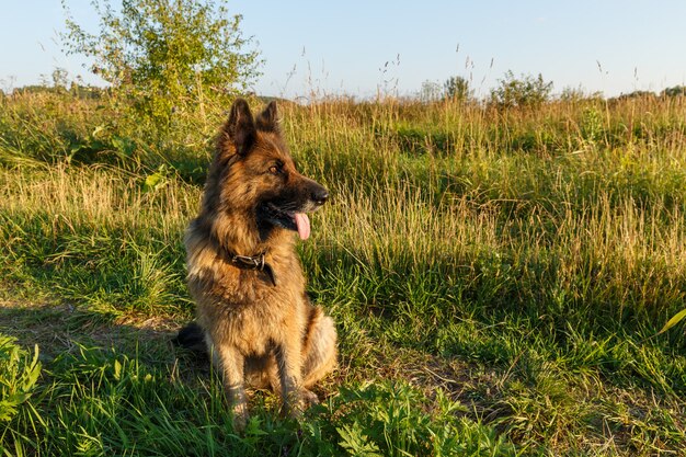 ジャーマンシェパードの犬が芝生の上に座って横を向いています。日没。